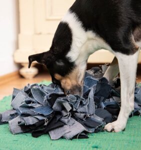 Ein zufriedener Hund beschäftigt sich intensiv mit einem befüllten Kauspielzeug auf dem Teppich, während im Hintergrund eine gemütliche Wohnzimmer-Atmosphäre herrscht.