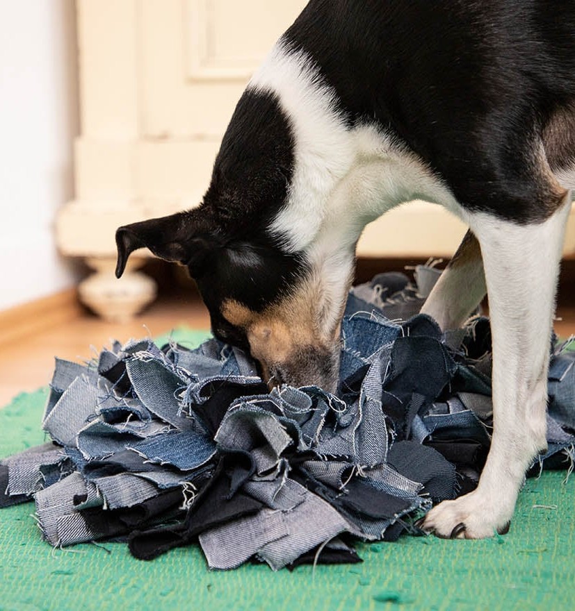 Ein zufriedener Hund beschäftigt sich intensiv mit einem befüllten Kauspielzeug auf dem Teppich, während im Hintergrund eine gemütliche Wohnzimmer-Atmosphäre herrscht.