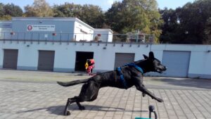 Ein gut bemuskelter, schlanker Hund im Sprung vor einem Bootshaus