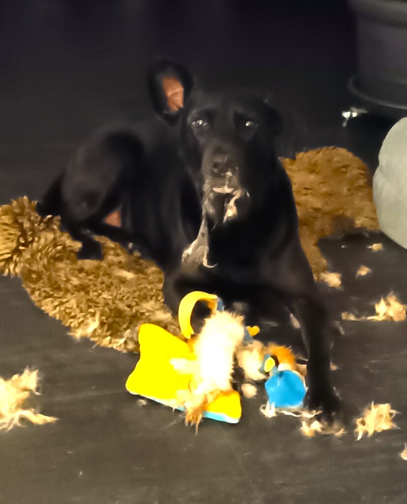 Ein aufmerksamer Hund sitzt ruhig auf einer Wiese und hält trotz Ablenkung fokussierten Blickkontakt zu seinem Besitzer.