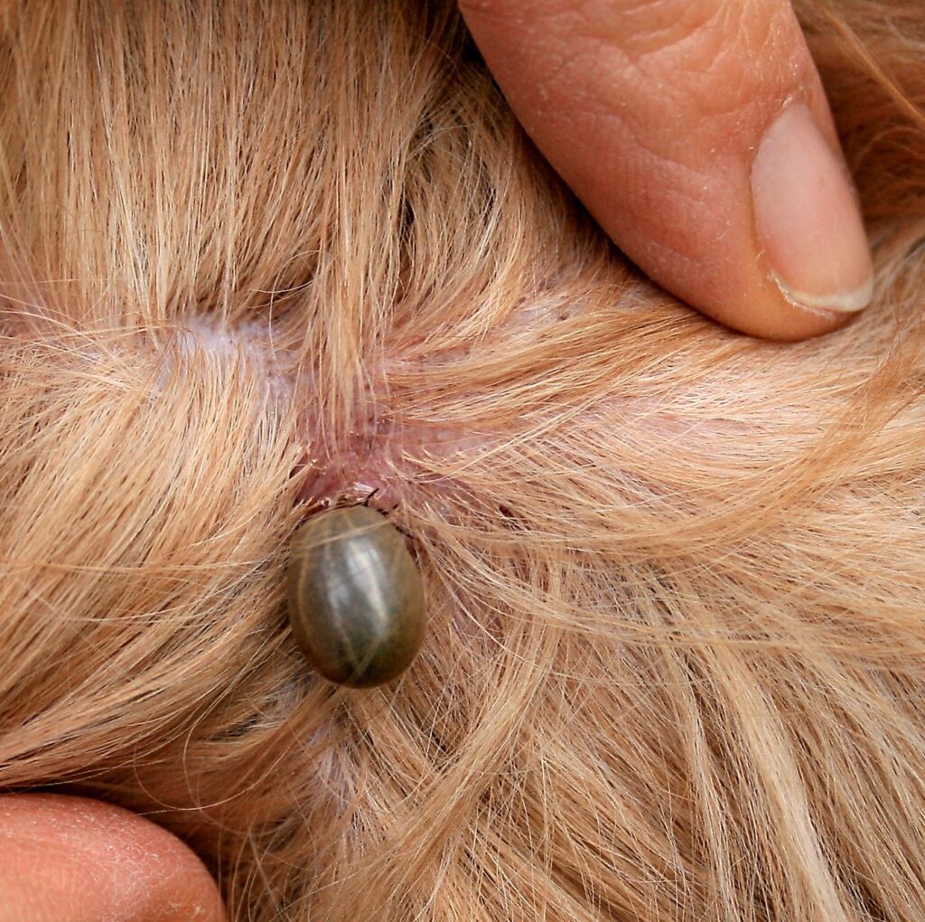 Vergleich von Zeckenschutz beim Hund: Spot-ons, Tabletten und Halsbänder zur Parasitenabwehr.