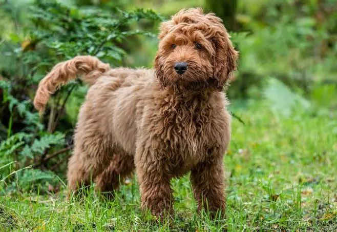Ein wuscheliger Doodle-Mischling steht aufmerksam im Gras und schaut direkt in die Kamera, was seinen Charakter als echten Hund statt eines Stofftiers betont.
