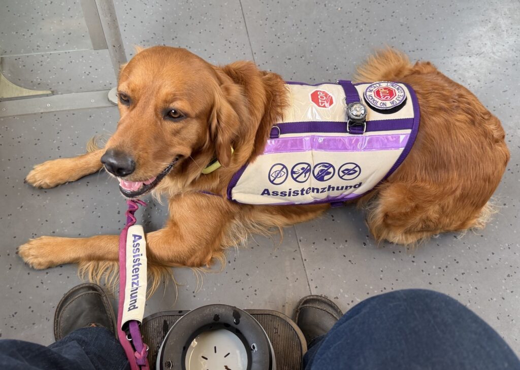 ein junger Hund mit Kenndecke liegt auf dem Boden