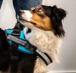 Ein hochkonzentrierter Assistenzhund in Ausbildung trägt seine Kenndecke und führt seine Halterin sicher und entspannt durch eine belebte Fußgängerzone.
