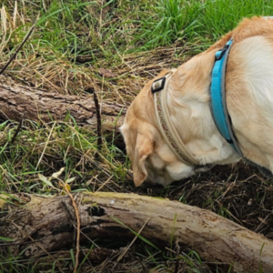 Ein hochkonzentrierter Hund sucht mit seiner Nase intensiv nach versteckten Futterbelohnungen