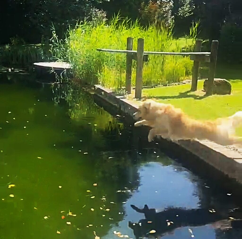 Ein Golden Retriever springt hochmotiviert von einem erhöhten Bootssteg ins Wasser.
