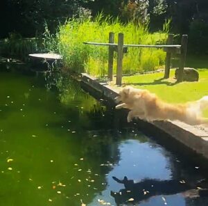 Ein Golden Retriever springt hochmotiviert von einem erhöhten Bootssteg ins Wasser.