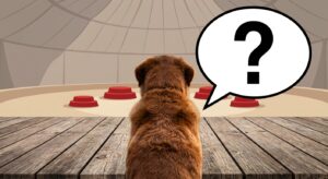 Ratloser Hund sitzt vor einer Zirkusmanege